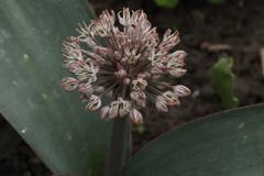 Allium karataviense