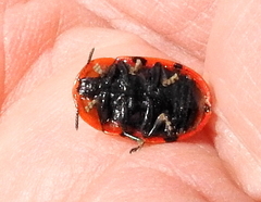 Conchyloctenia punctata