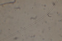 Oscillatoria redekei