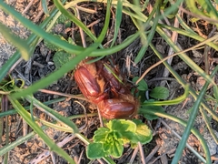 Holochelus
