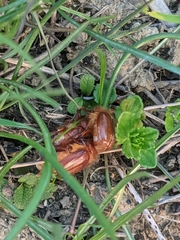 Holochelus