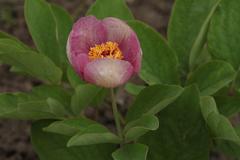 Paeonia chamaeleon