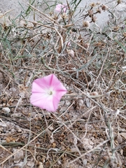 Convolvulus chilensis