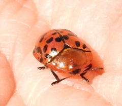 Conchyloctenia punctata