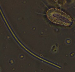 Oscillatoria redekei