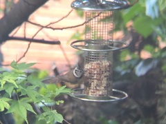 Lophophanes cristatus