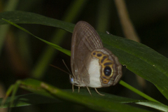 Splendeuptychia quadrina