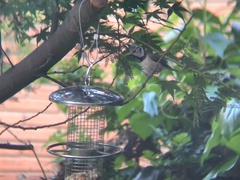 Lophophanes cristatus