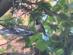 Lophophanes cristatus
