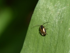 Odeles marginata