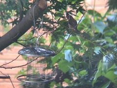 Lophophanes cristatus