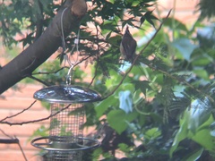 Lophophanes cristatus