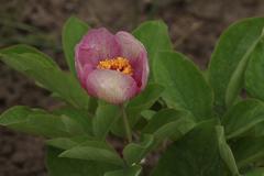 Paeonia chamaeleon