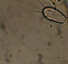 Oscillatoria redekei