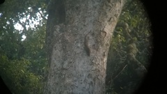 Funambulus sublineatus