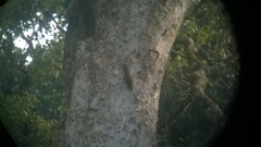 Funambulus sublineatus