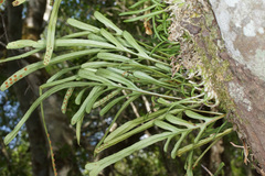 Polypodium ensiforme