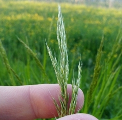 Trisetum flavescens