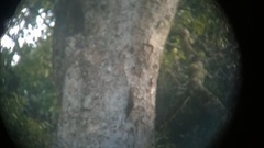 Funambulus sublineatus