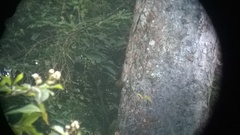 Funambulus sublineatus