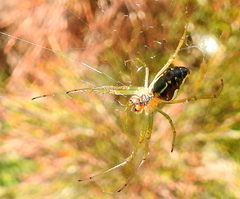 Leucauge festiva