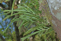 Polypodium ensiforme