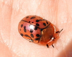 Conchyloctenia punctata