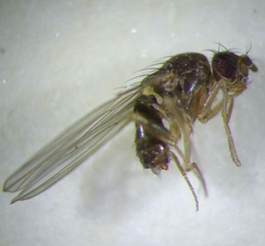 Drosophila funebris