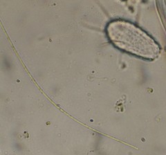 Oscillatoria redekei