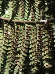 Dicksoniaceae