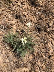 Astragalus reventiformis