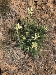 Astragalus reventiformis