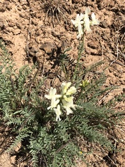 Astragalus reventiformis