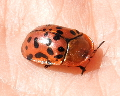 Conchyloctenia punctata