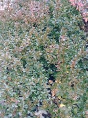 Rhododendron obtusum