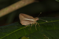 Carystoides cathaea