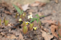 Epimedium × versicolor