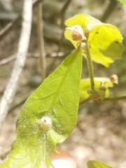 Andricus quercusutriculus