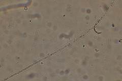 Oscillatoria redekei