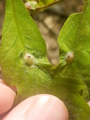 Andricus quercusutriculus