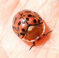 Conchyloctenia punctata