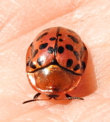Conchyloctenia punctata