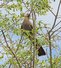 Corythaixoides concolor concolor