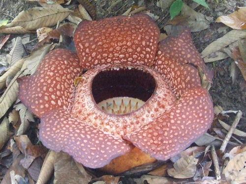 Rafflesia keithii (Rafflesia keithii)