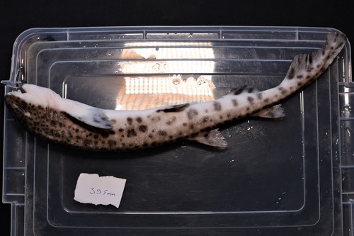 Nursehound photographed at Turkey