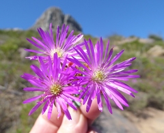 Lampranthus emarginatus