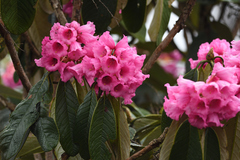 Rhododendron kesangiae