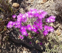 Lampranthus emarginatus