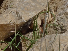 Ptyodactylus