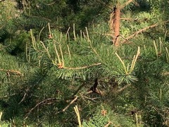 Pinus pungens